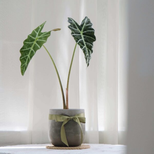 黑葉觀音蓮水泥盆