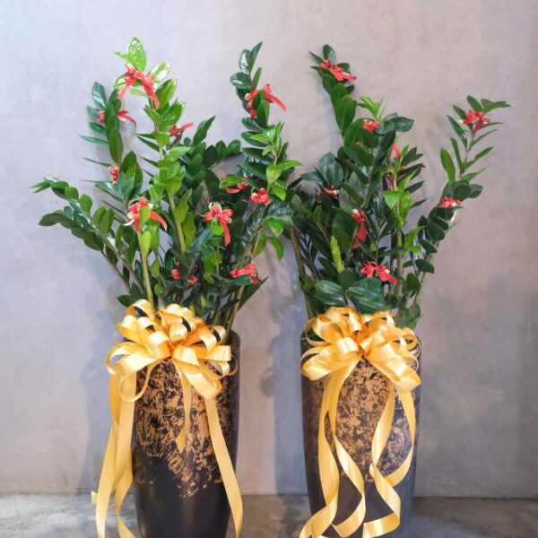 金錢樹祝賀盆栽