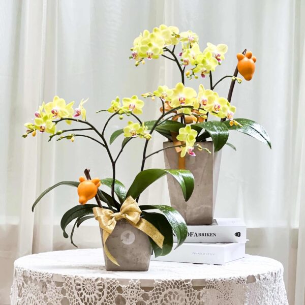 伊斯坦堡 蝴蝶蘭桌上型花禮