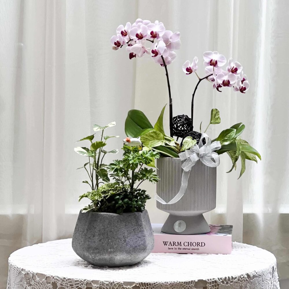 軌跡 蝴蝶蘭桌上型花禮