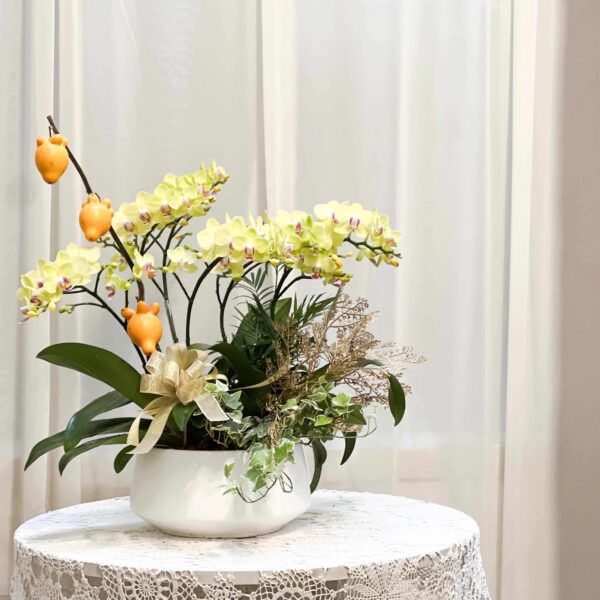 本草綱目 桌上型蘭花花禮