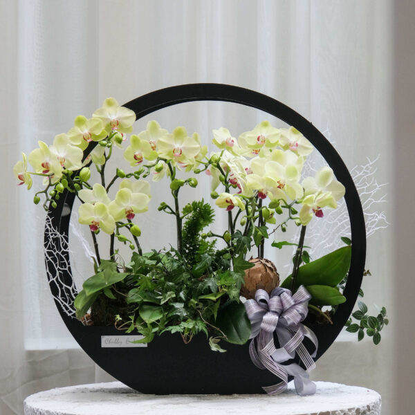 花好月圓-桌上型蘭花花禮