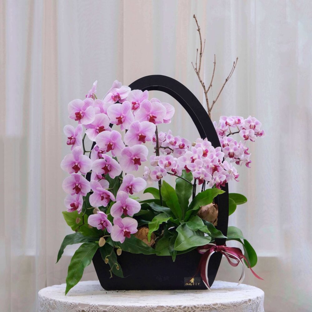 蘭亭玉 桌上型蘭花花禮