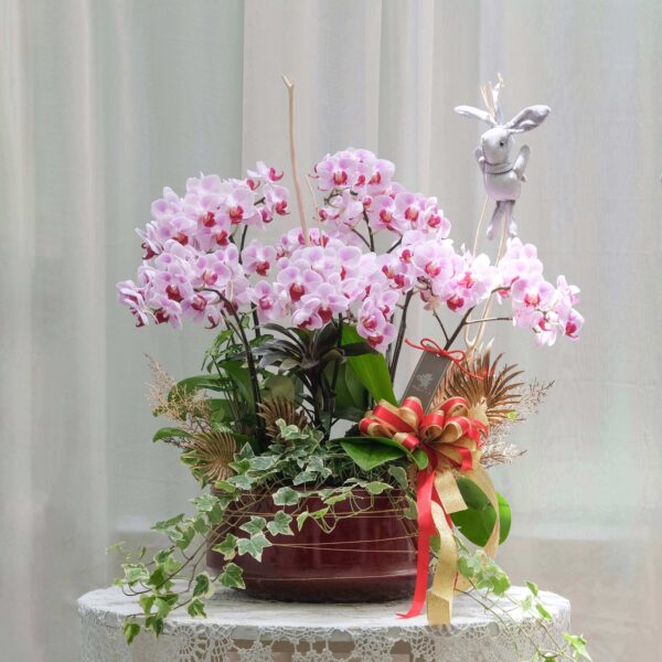 粉蝶報喜 桌上型蘭花花禮