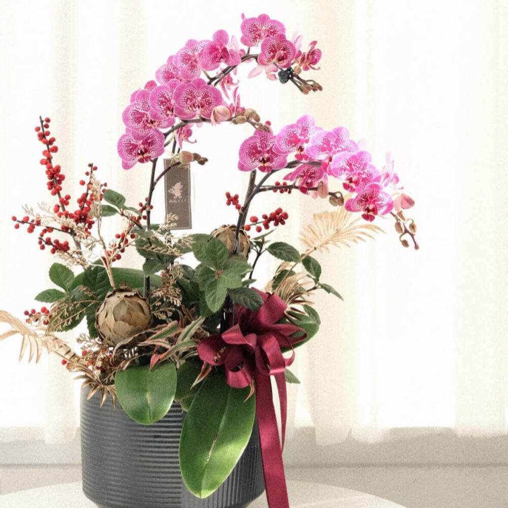 粉蝶之春 蝴蝶蘭桌上型花禮