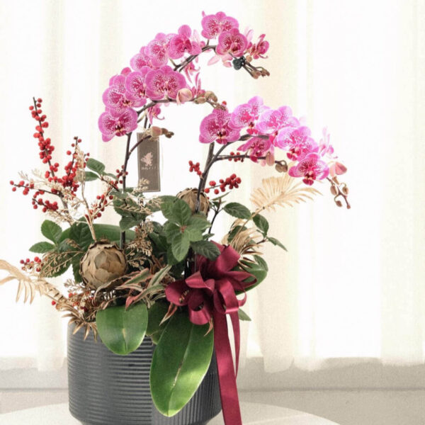 粉蝶之春 蝴蝶蘭桌上型花禮