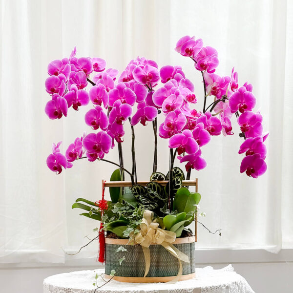 說走就走 蝴蝶蘭桌上型花禮