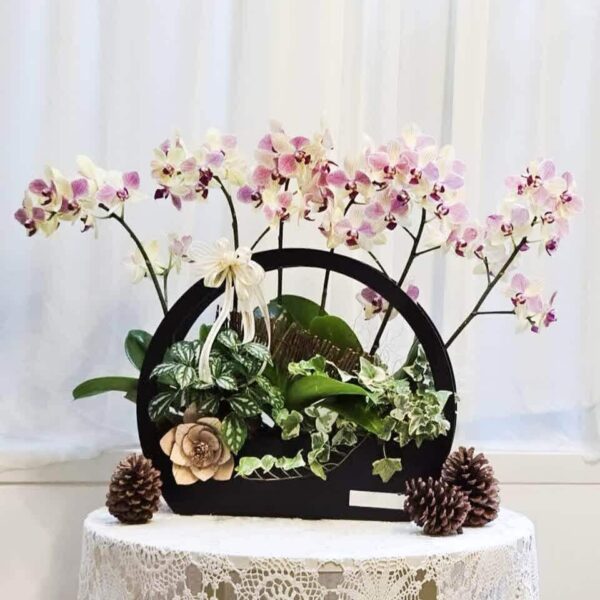 夜曲 桌上型蘭花花禮