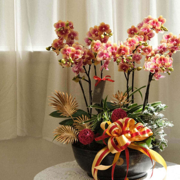 紅顏如雪 蝴蝶蘭桌上型花禮