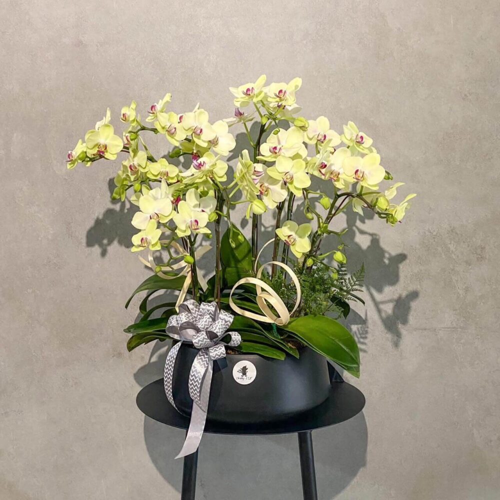 如夏 蝴蝶蘭桌上型花禮