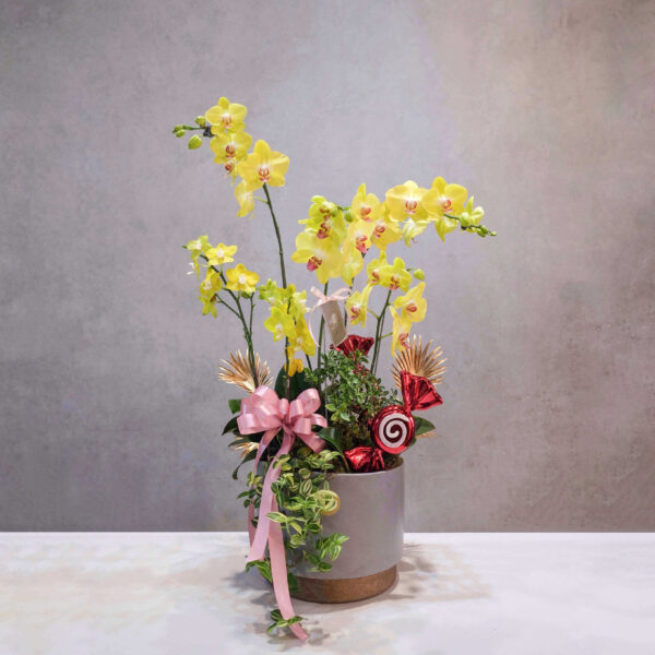 甜甜的 蝴蝶蘭桌上型花禮