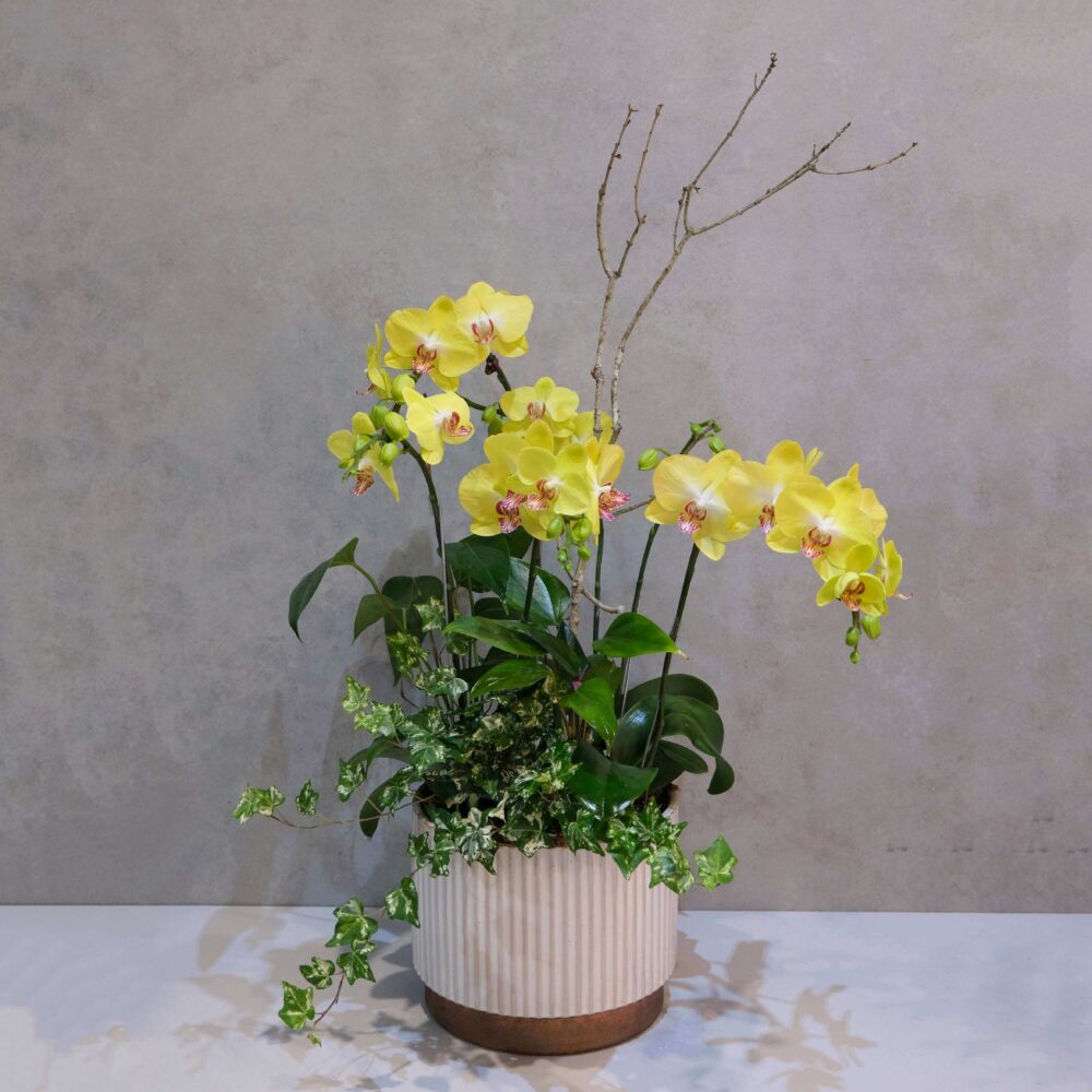 簡單愛 蝴蝶蘭桌上型花禮