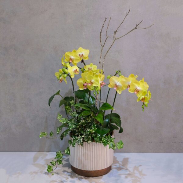 簡單愛 蝴蝶蘭桌上型花禮