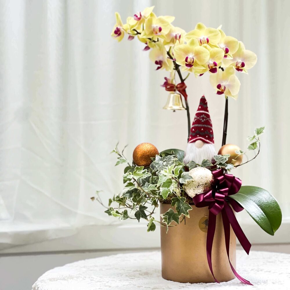 蘭亭序 蝴蝶蘭桌上型花禮