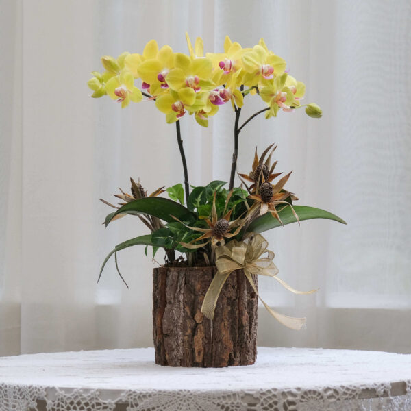 迷你蝴蝶蘭桌上型花禮