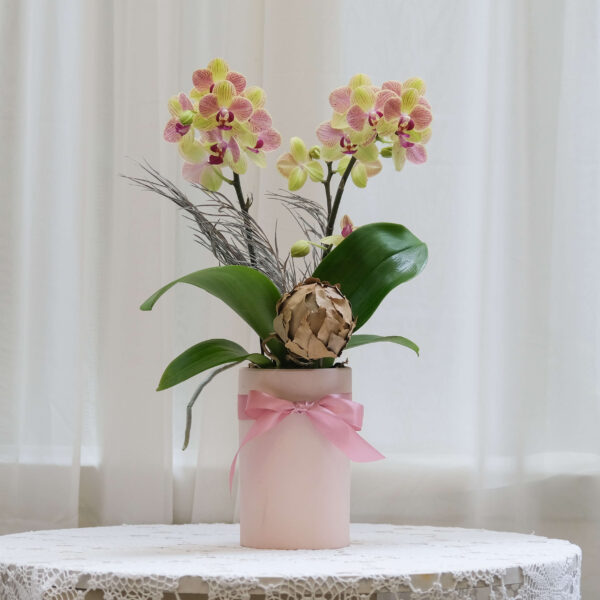 星晴 蝴蝶蘭桌上型花禮