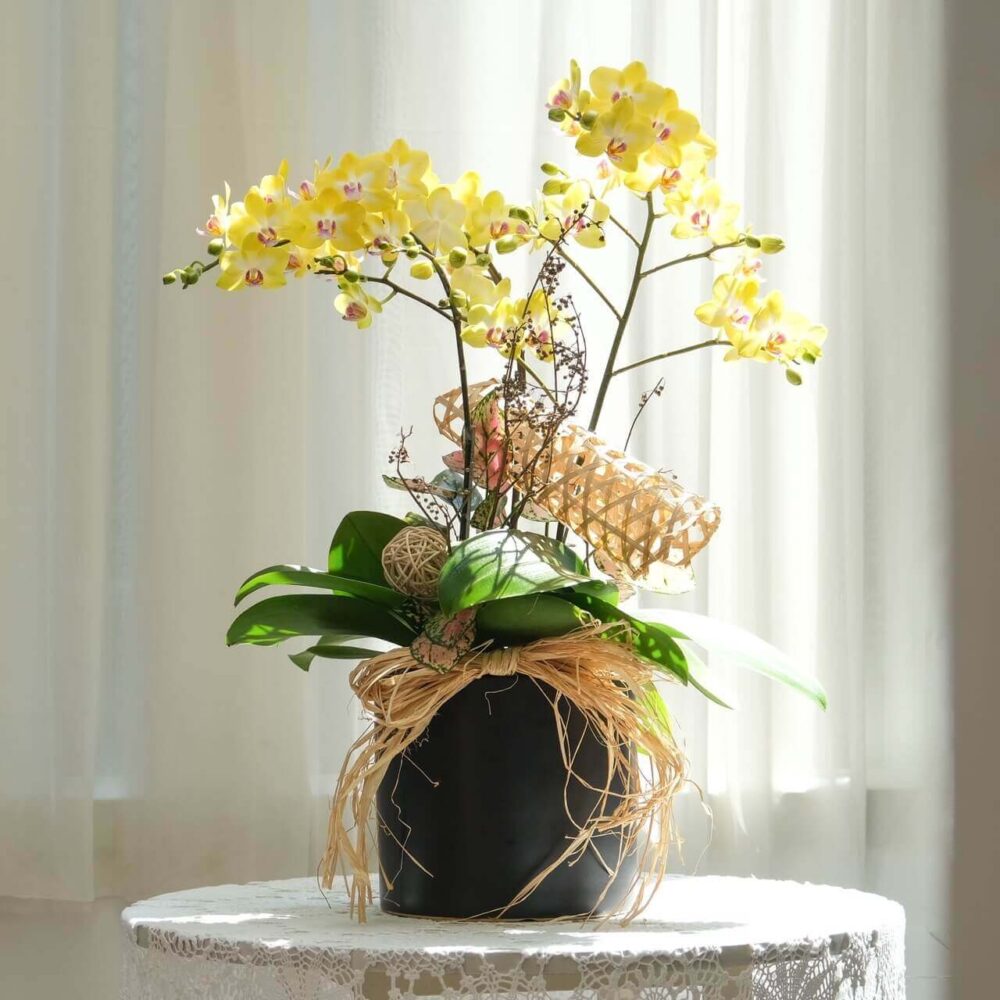 金黃春日 蝴蝶蘭桌上型花禮