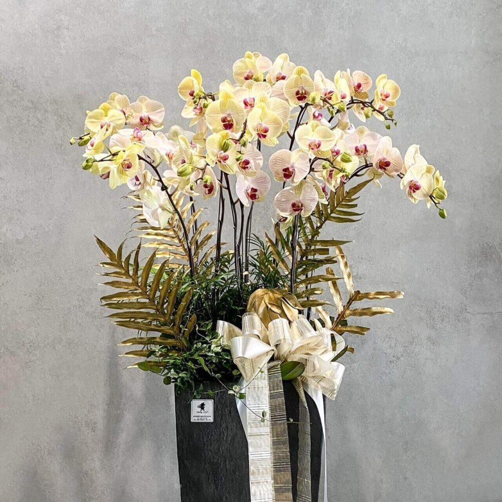 木蘭詩意 蘭花落地盆