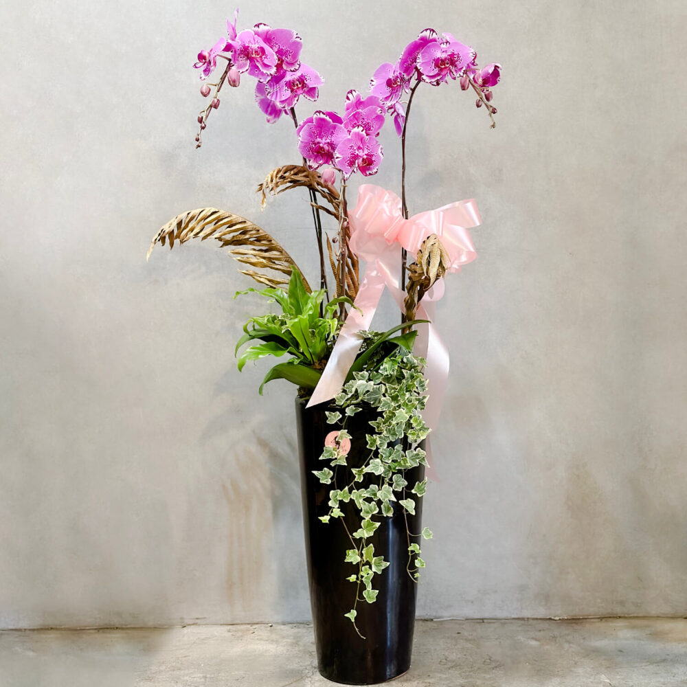 一九四三 蝴蝶蘭 落地盆