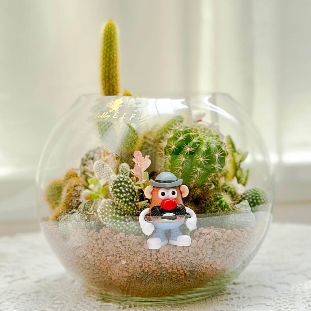 動物園仙人掌玻璃圓球