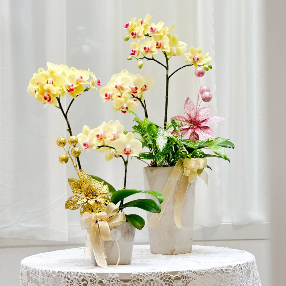 伊斯坦堡 蝴蝶蘭桌上型花禮