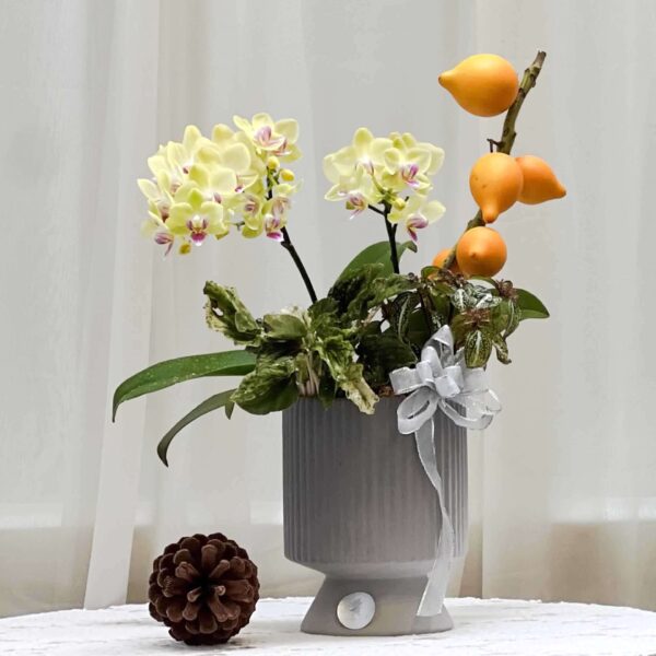 軌跡 蝴蝶蘭桌上型花禮