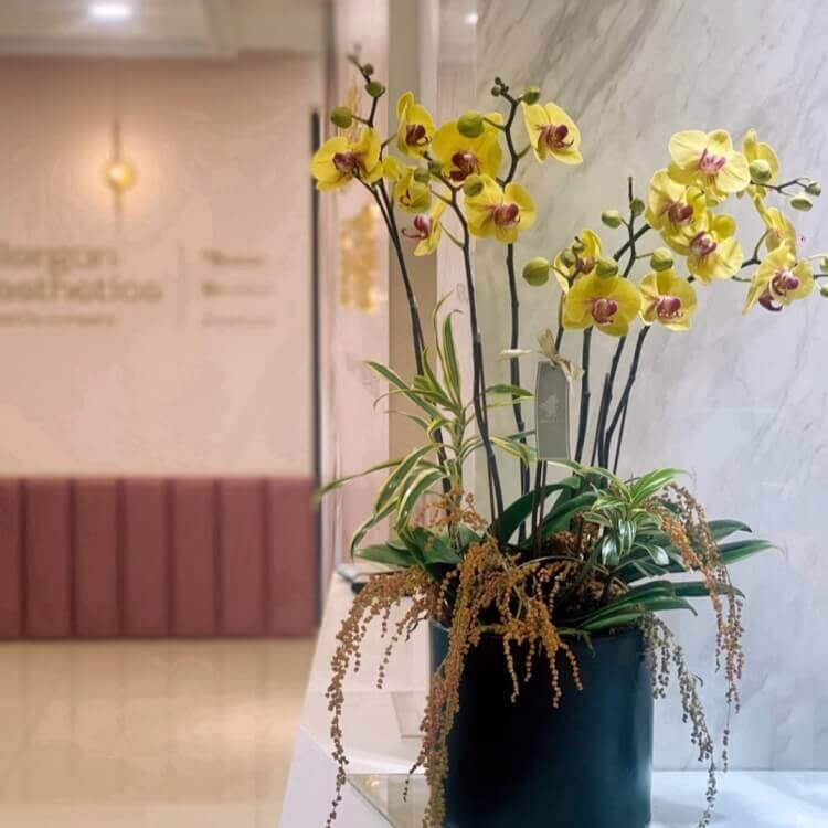 金黃春日 蝴蝶蘭桌上型花禮