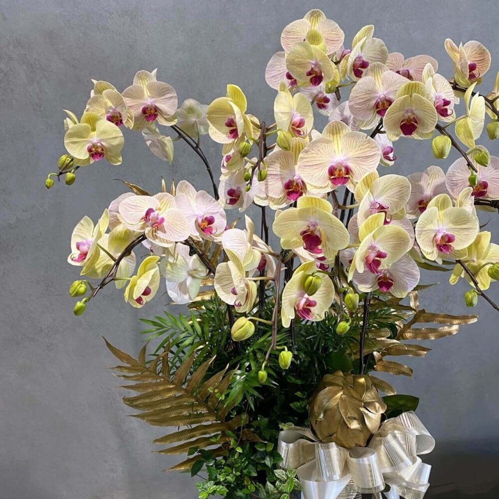 木蘭詩意 蘭花落地盆