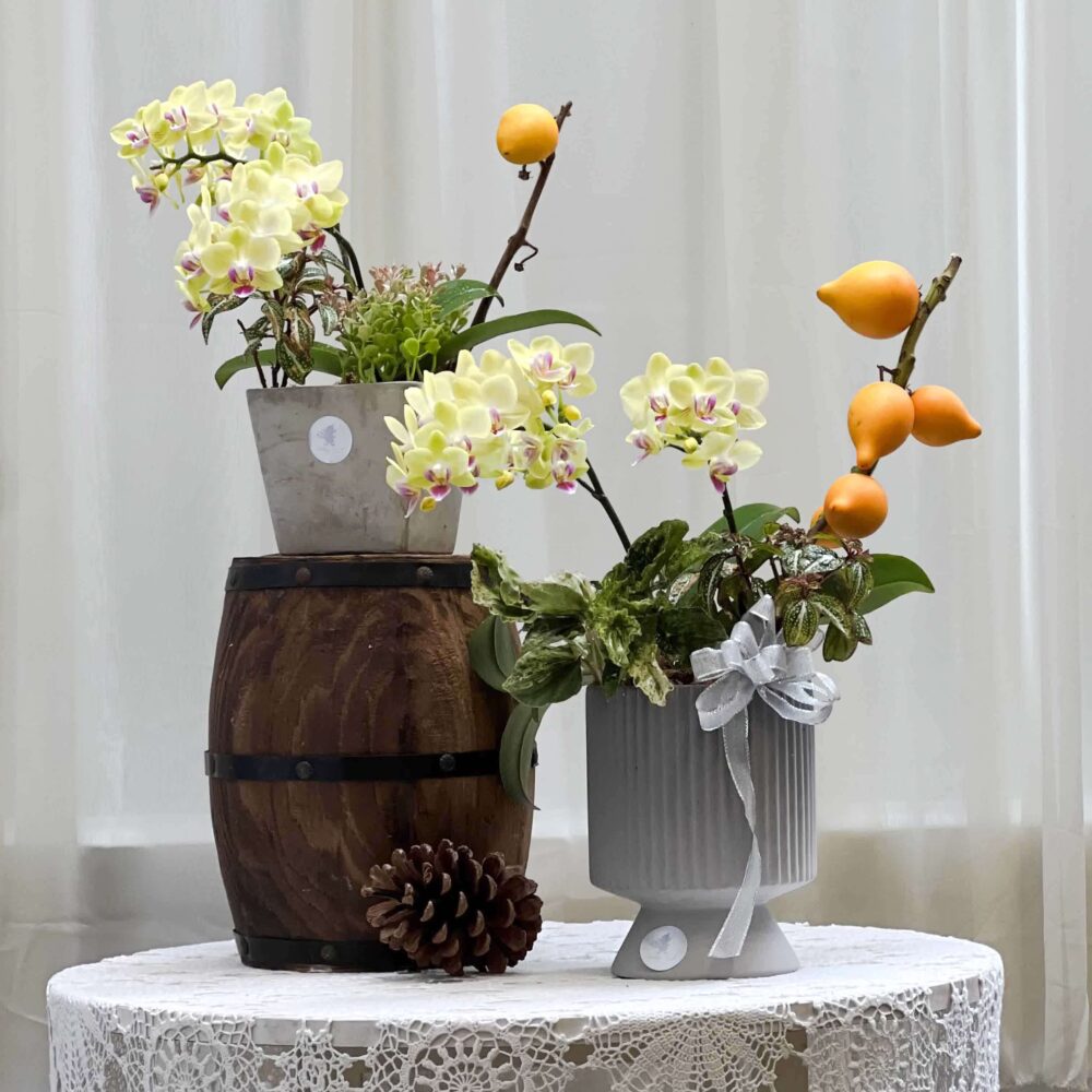 軌跡 蝴蝶蘭桌上型花禮