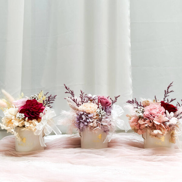 布拉尼 迷你永生盆花