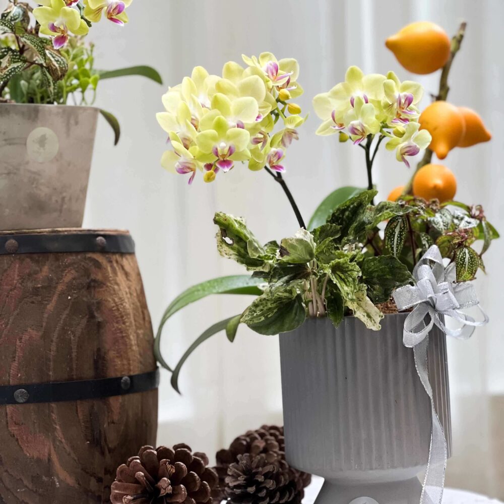 軌跡 蝴蝶蘭桌上型花禮