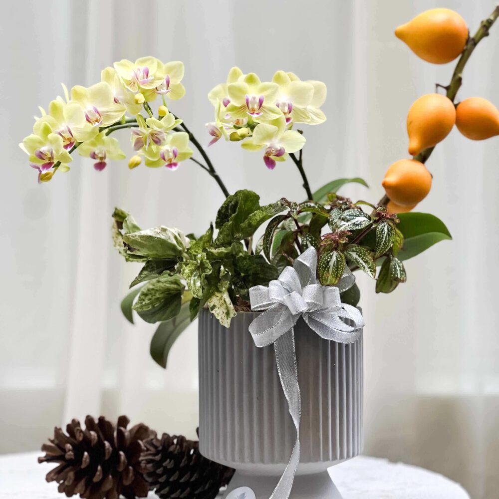 軌跡 蝴蝶蘭桌上型花禮