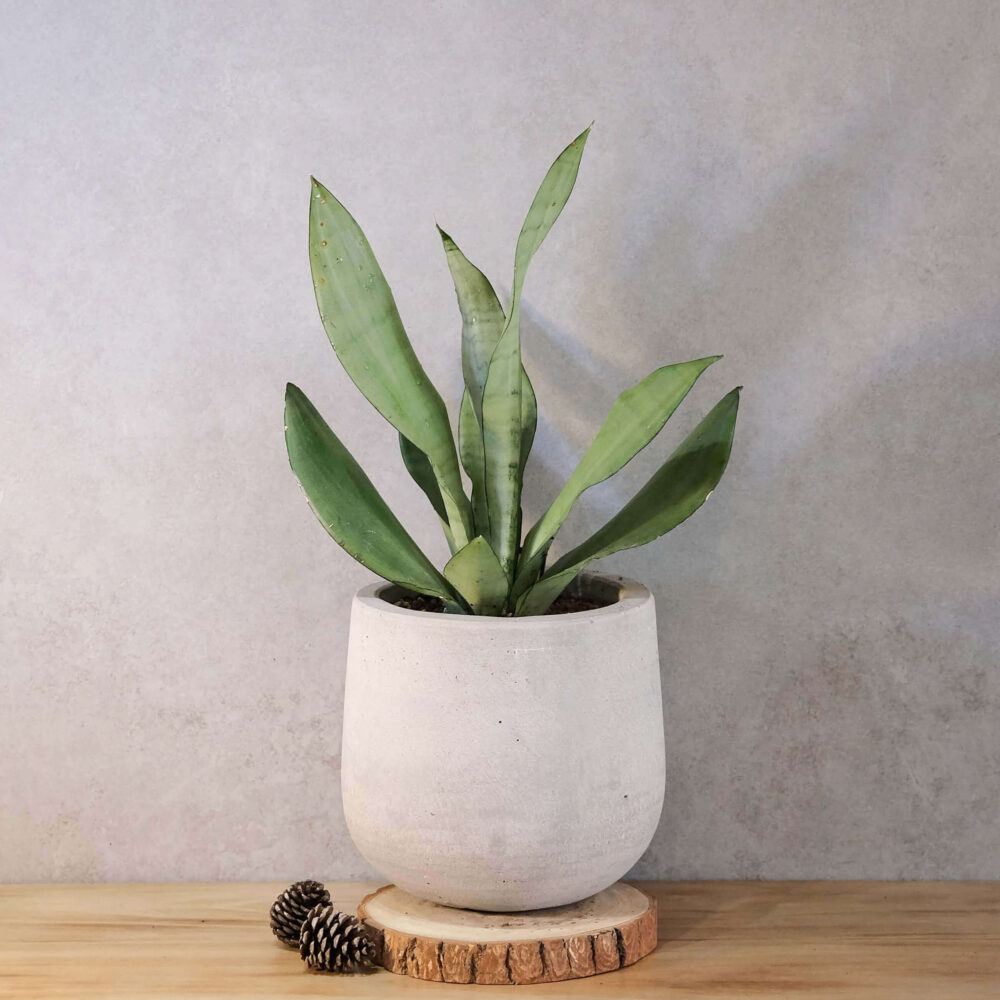 銀后虎尾蘭水泥盆