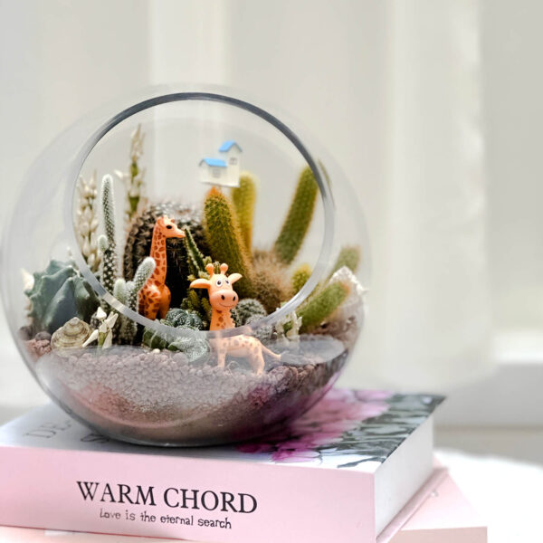 斜口仙人掌玻璃盆