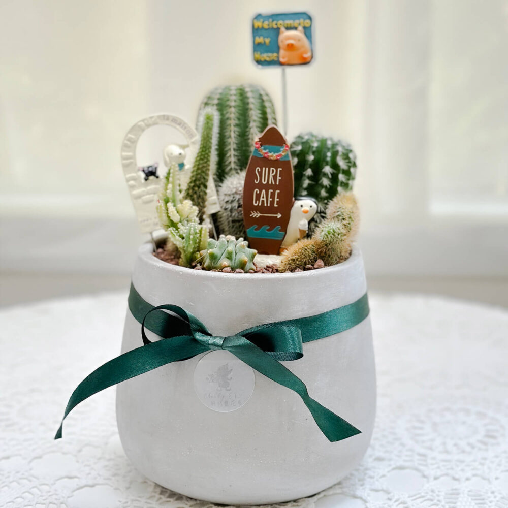 仙人掌組曲水泥盆